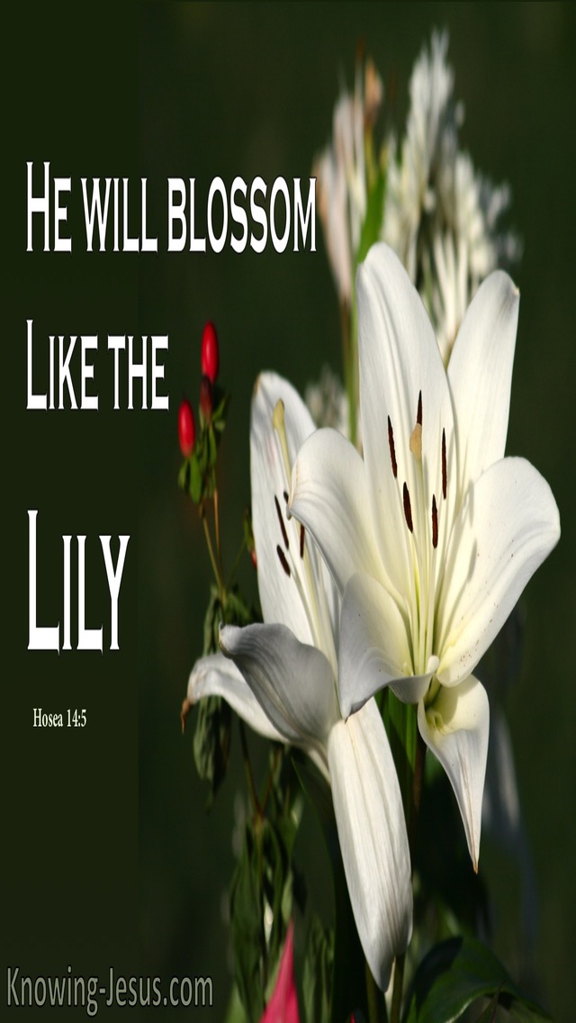 Hosea 14:5 Israel Will Blossom Like The Lily (white)